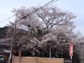 近江八幡桜咲く(2013年4月1日)