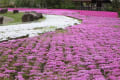 ミササガ公園の芝桜はボチボチの咲きで有る。