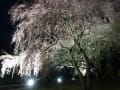 ライトアップされた枝垂桜・・・・・敷島公園