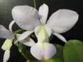 [87]C.walkeriana fma.coerulea[‘Wenzel Son’×‘Victria T.S’]