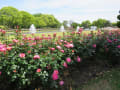 2018年5月「須磨離宮公園」王朝貴族のバラ園