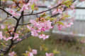 お天気は、薄曇りで撮影には適して居ないが、河津桜が気に成って、カメラを持って出かけました、