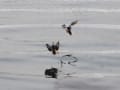 静かな冬の海・・能登島の鴨