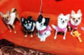 我が家のチワワ5姉妹！アラモードシスターズ2012・１～2月（世間ではペットもしくは犬とよぶらしい・・。）