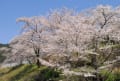 水上　市房ダム湖　桜