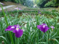 菖蒲（富山県頼成の森）