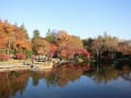 2013.11.23昭和記念公園(紅葉）