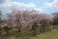 20200405 生田緑地散策１ ―名残りの桜１―