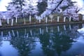 米沢市上杉神社のさくら