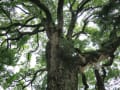 東京都谷中の賑わい、大雄寺のクスノキの巨樹　14