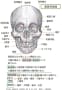 [3]1-2-頭蓋骨前面.jpg