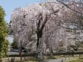 京都桜　2011