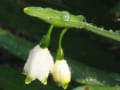 雨上がりの花