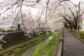 多摩の桜２０１６　～三沢川の桜～