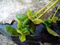 植物タチのイロイロ