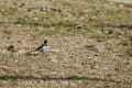 真田山公園の野鳥たち