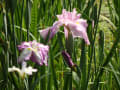 栗林公園の花菖蒲