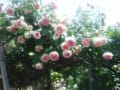 花蔵（高崎市木部のバラ園）2019年春