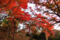 尾関山の紅葉