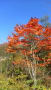 福地温泉「紅葉シーズン」