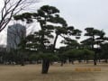 年の瀬の皇居　2016
