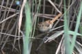 茶目っ気たっぷりのオオヨシキリの若鳥