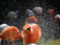 京都市動物園＆王子動物園