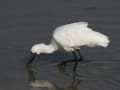 沖縄本島の鳥たち