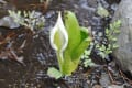 [21]野草園の花たち