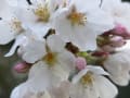 桜：熊野神社