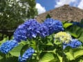 宮地嶽神社の菖蒲まつり