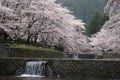 サヨナラの桜