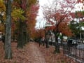 2013年京都市美術館近辺の紅葉