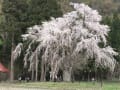 小町の郷「おしら様の枝垂桜」