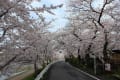 古都　京都の桜は素晴らしい