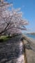 桜，サクラ
