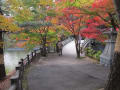 紅葉狩り〔岡崎公園・東公園〕