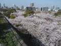 2018  舞鶴公園の桜