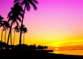 [3]palm-tree-beach-sunset-Sunset_and_Palm_Trees.jpg