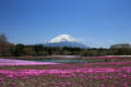 富士山と芝桜