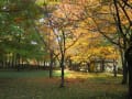 札幌の紅葉2017