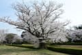 自粛中の桜散歩