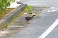 沖縄探鳥ツアー2日目　やんばる学びの森ガイドツアー