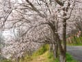 山王山の桜のトンネル