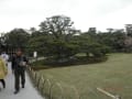 京都二条城の松及び枝垂桜、上賀茂神社の桜