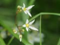 Flowers at Murodo