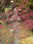 「積田神社」(夏見)の黄葉＆紅葉