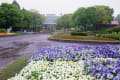 春の嵐・広島市植物公園　180424