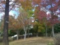 日岡山公園の菊の花　（11月３日撮影）