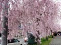 [9]2017-4日中線記念自転車歩行者道のしだれ桜(喜多方 (3).JPG